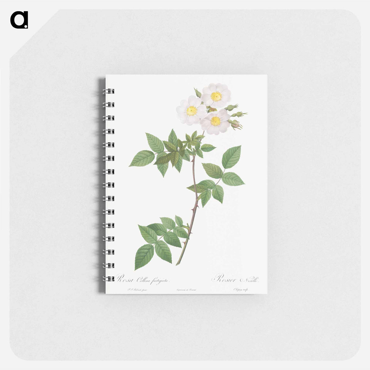 Rosa x collina, Rosa Collina fastigiata - ピエール ジョゼフ ルドゥーテ Memo.