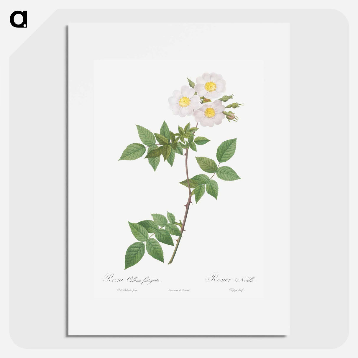 Rosa x collina, Rosa Collina fastigiata - Pierre Joseph Redouté Poster.