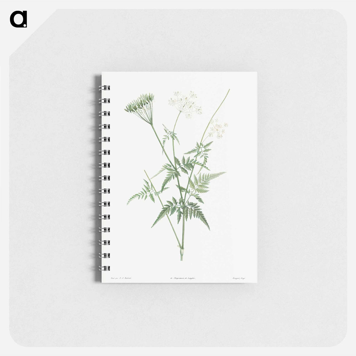 Anjou Rose - ピエール ジョゼフ ルドゥーテ Memo.