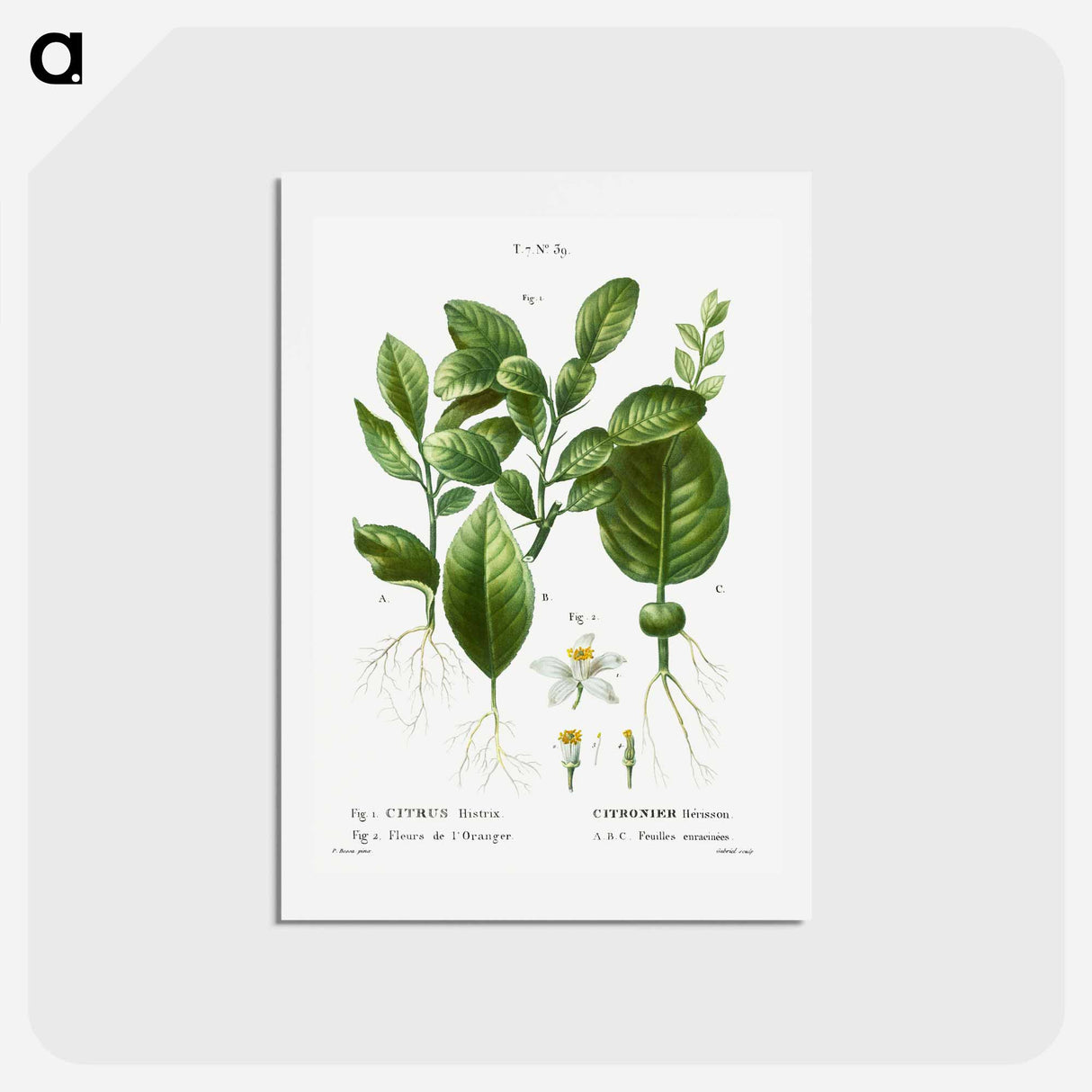 アートポストカード-Kaffir lime, Citrus histrix 2. Orange blossom - ピエール ジョゼフ ルドゥーテ Postcard.