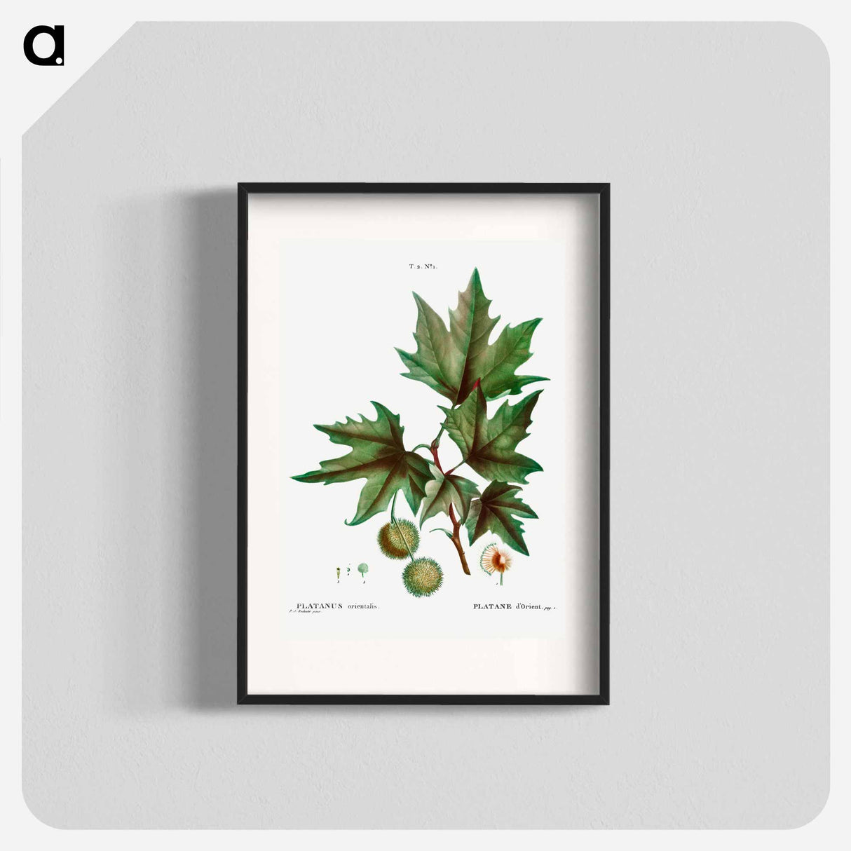 Platanus orientalis (Platane d'Orient) - Pierre Joseph Redouté Poster.