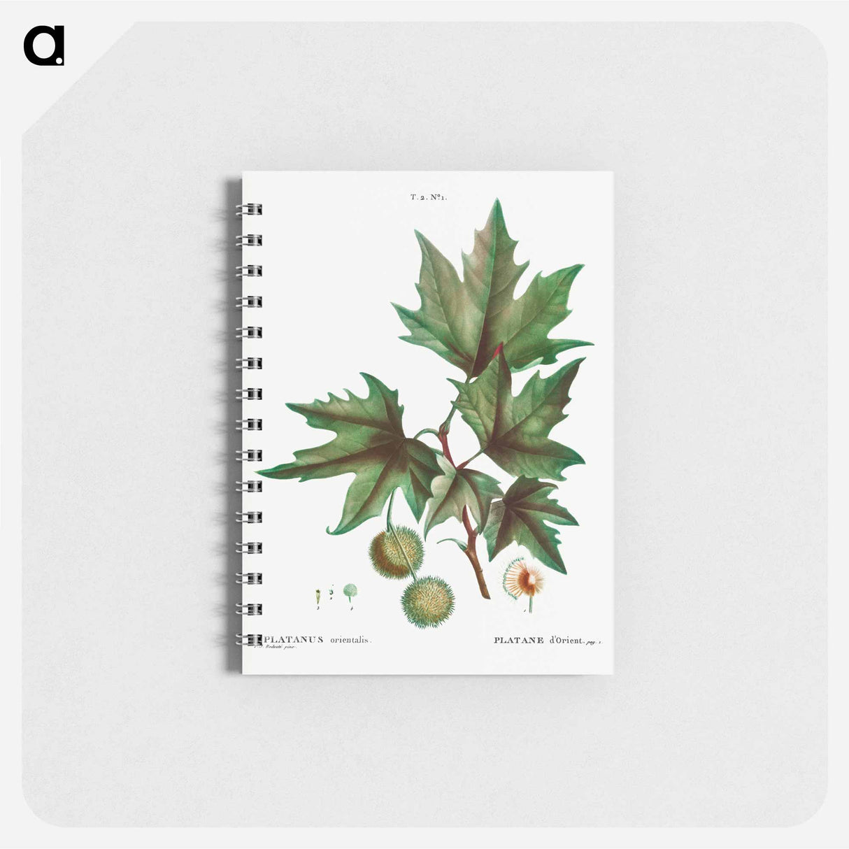 アートメモ帳-Platanus orientalis (Platane d'Orient) - ピエール ジョゼフ ルドゥーテ Memo.