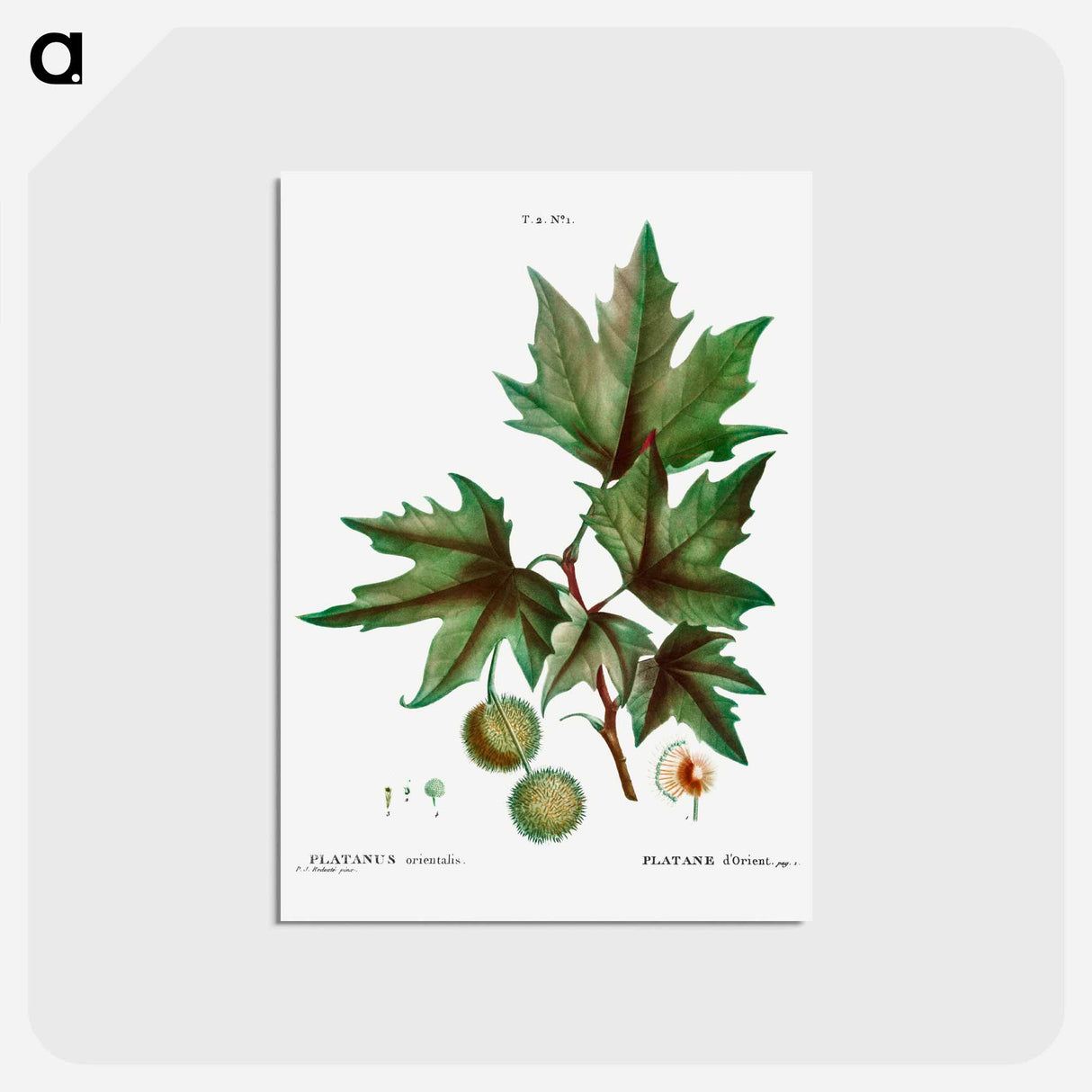 アートポストカード-Platanus orientalis (Platane d'Orient) - ピエール ジョゼフ ルドゥーテ Postcard.