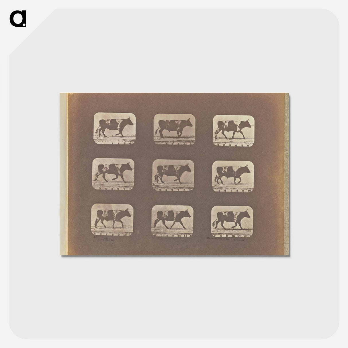 アートポストカード-Trotting
- エドワード マイブリッジ Postcard.