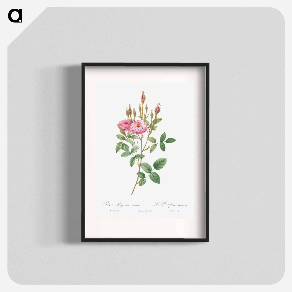 Mossy Pompon - Pierre Joseph Redouté Poster.