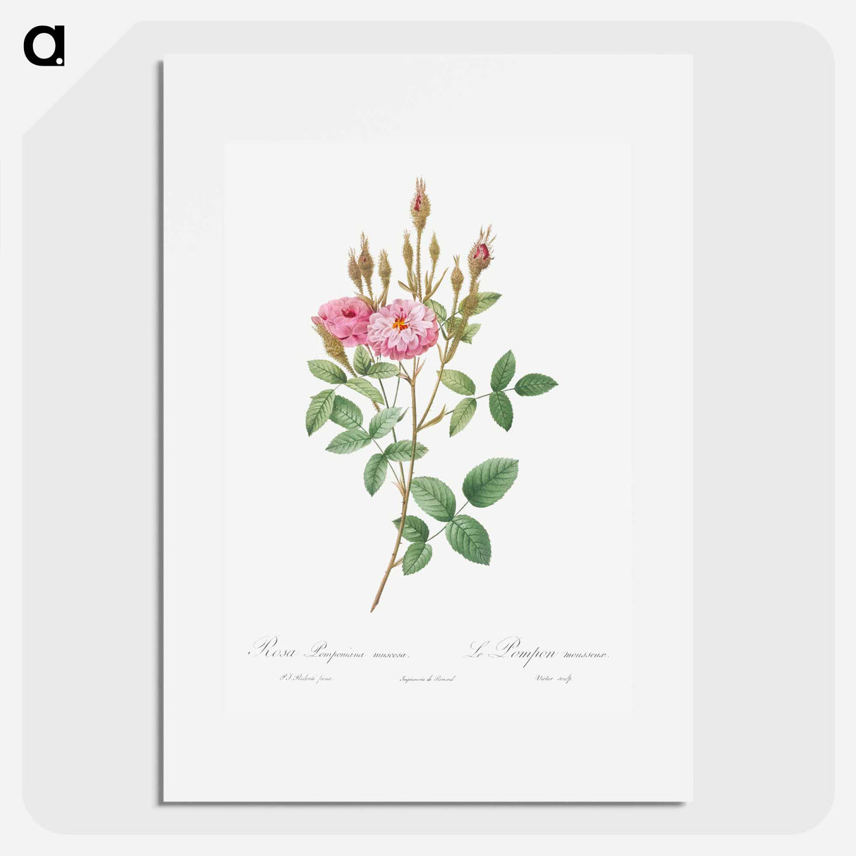 Mossy Pompon - Pierre Joseph Redouté Poster.