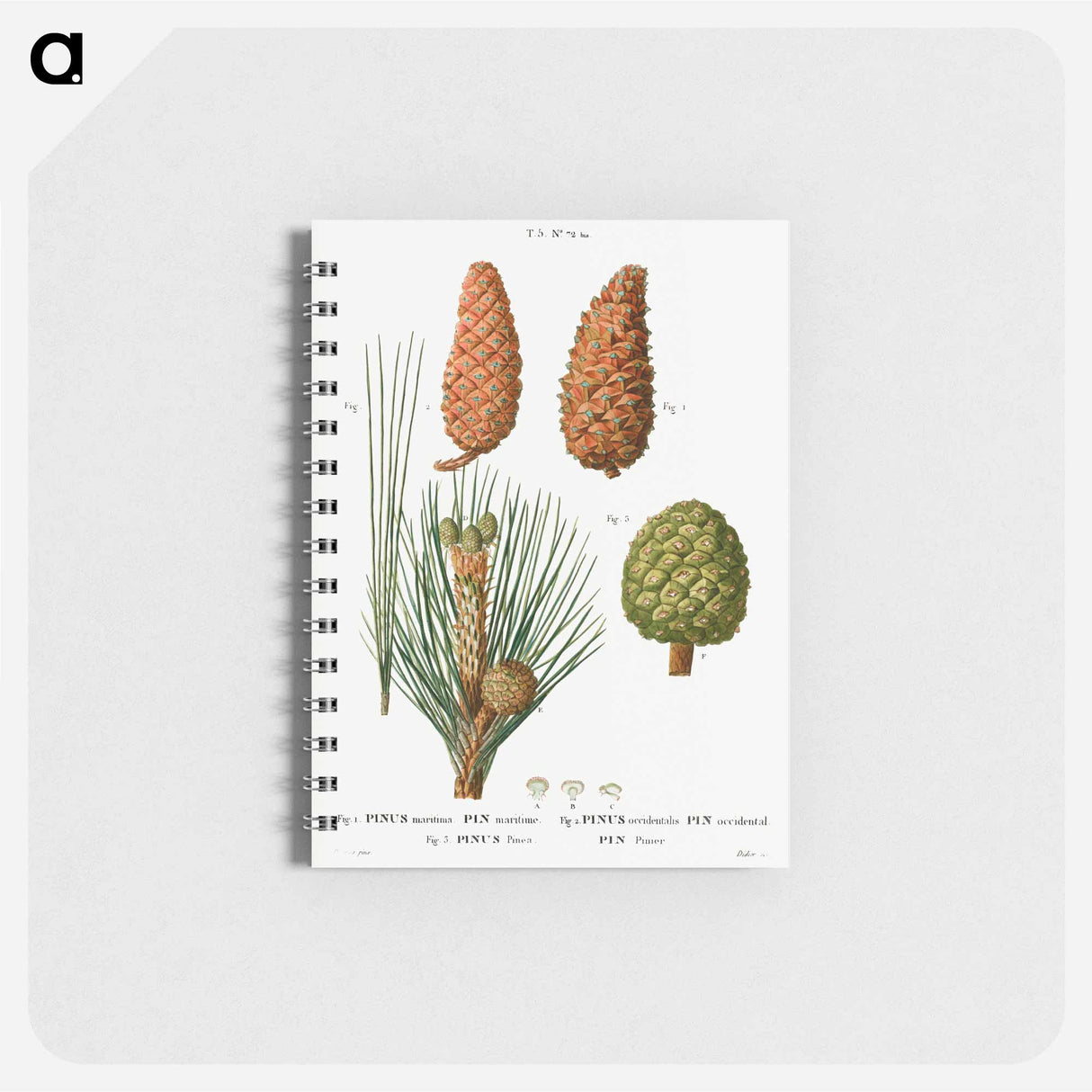 Maritime pine, Pinus maritima, Hispaniolan pine, Pinus occidentalis and Stone pine, Pinus pinea - ピエール ジョゼフ ルドゥーテ Memo.