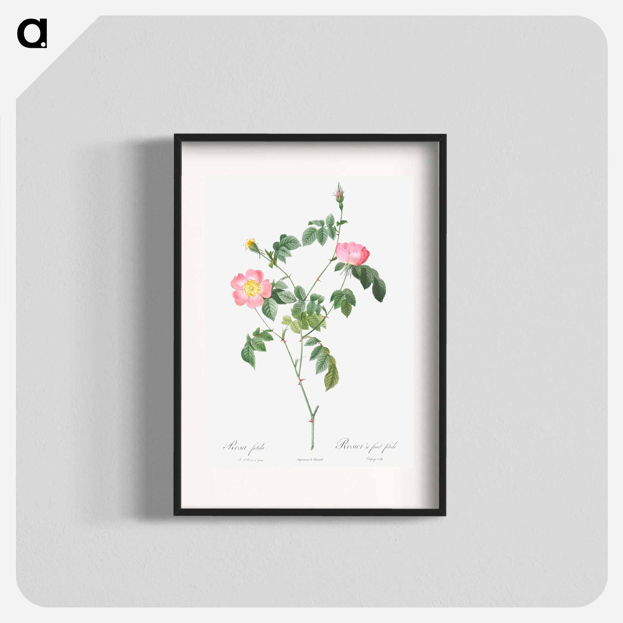 Austrian Briar, Rosa foetida - Pierre Joseph Redouté Poster.