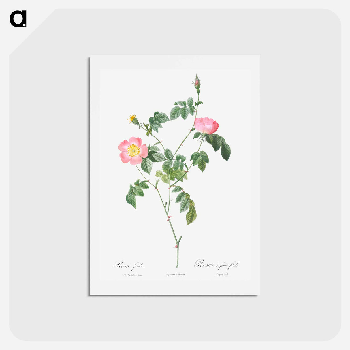 アートポストカード-Austrian Briar, Rosa foetida - ピエール ジョゼフ ルドゥーテ Postcard.