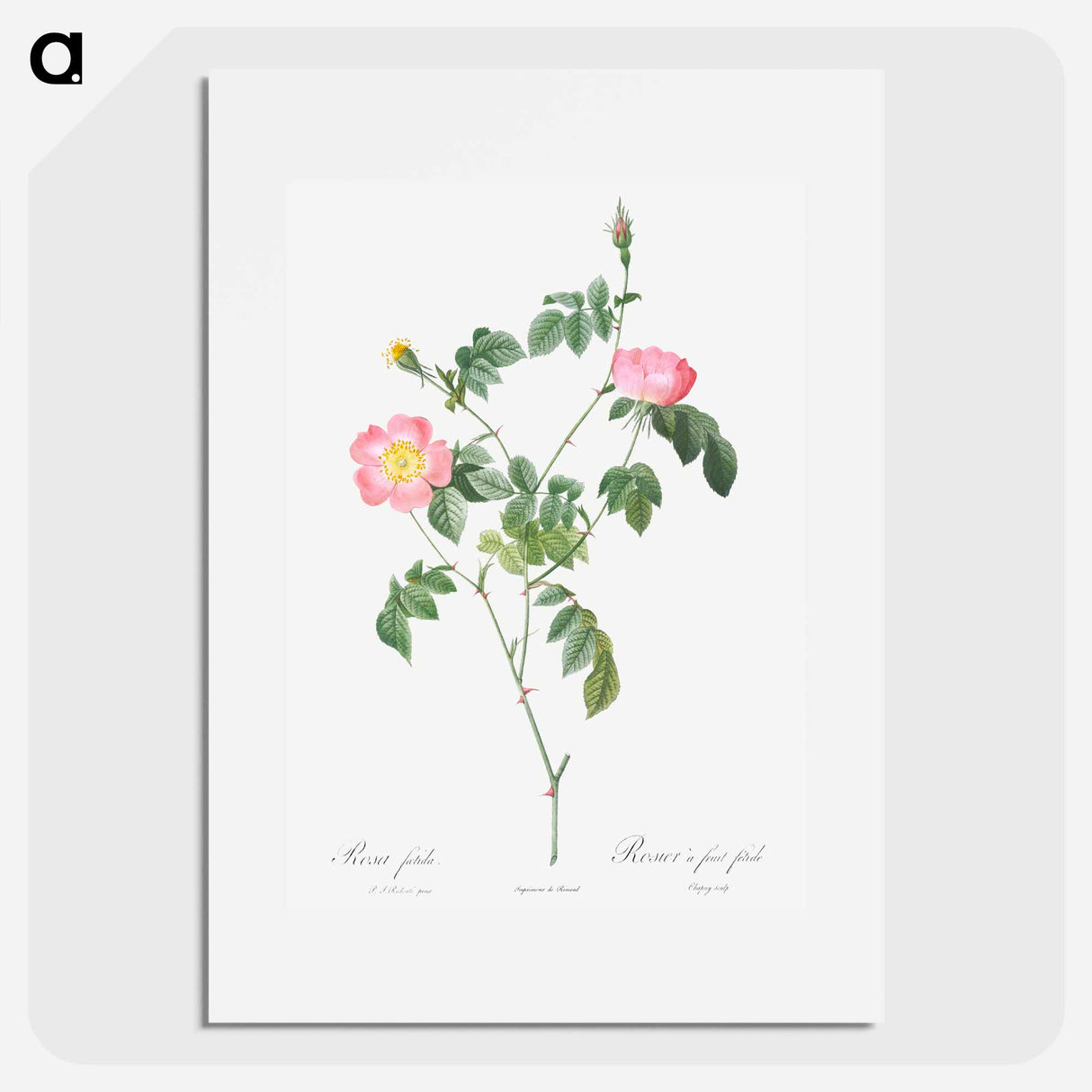 Austrian Briar, Rosa foetida - Pierre Joseph Redouté Poster.