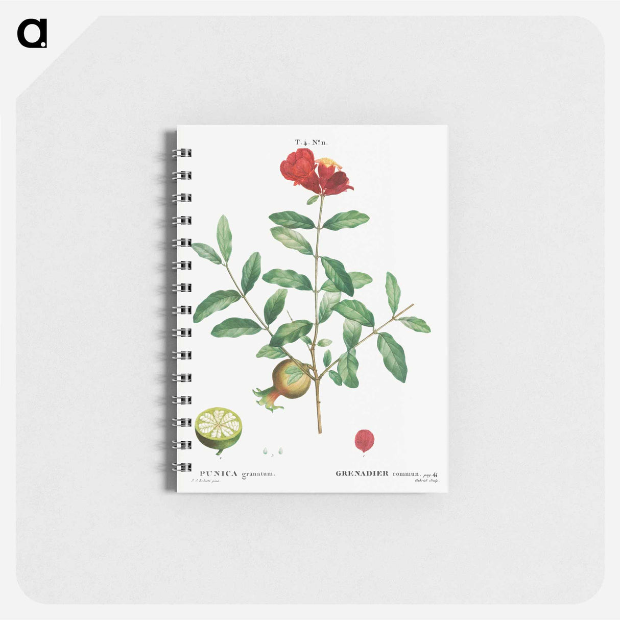 Pomegranate, Punica granatum - ピエール ジョゼフ ルドゥーテ Memo.