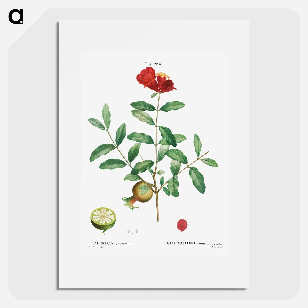 Pomegranate, Punica granatum - Pierre Joseph Redouté Poster.