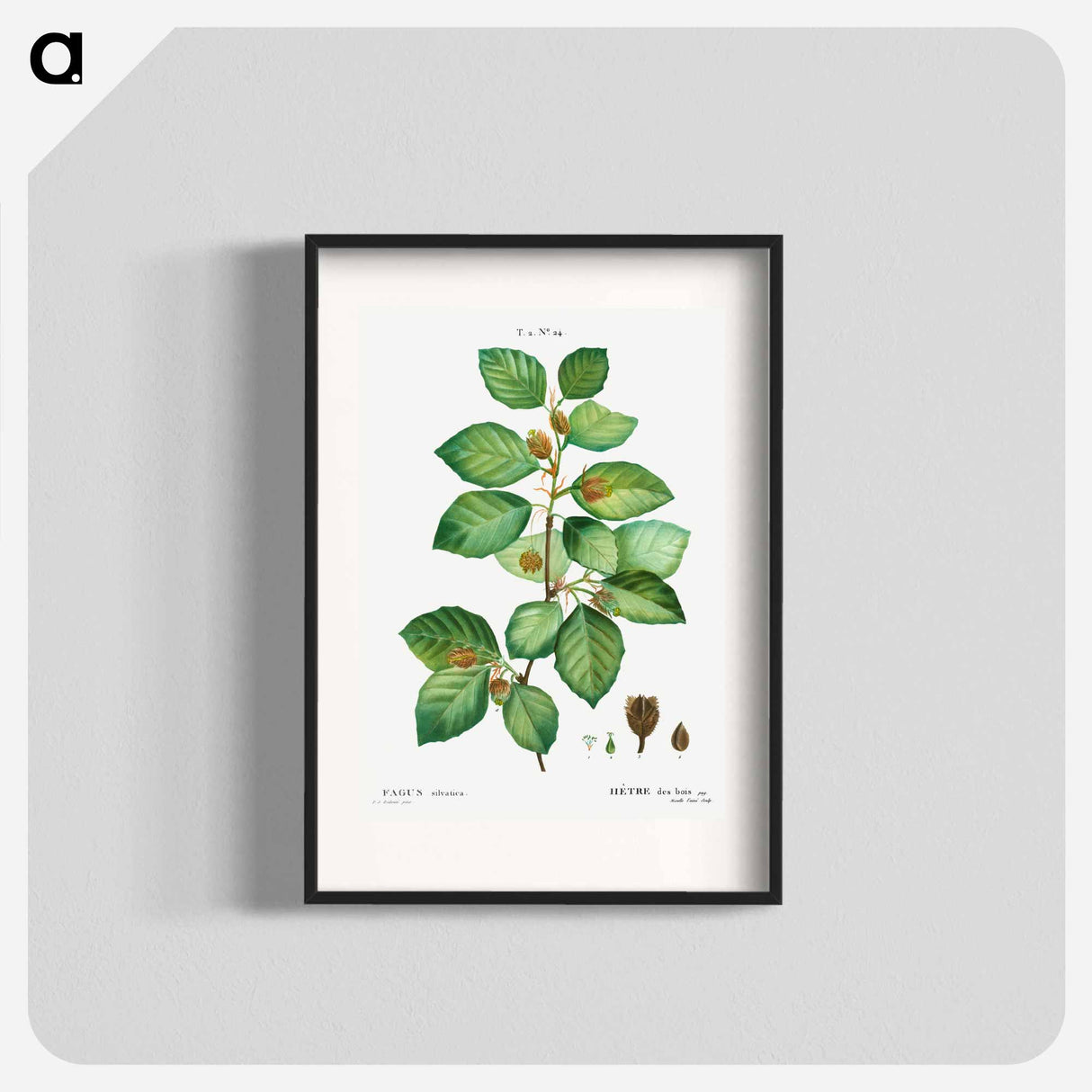 European beech - Pierre Joseph Redouté Poster.