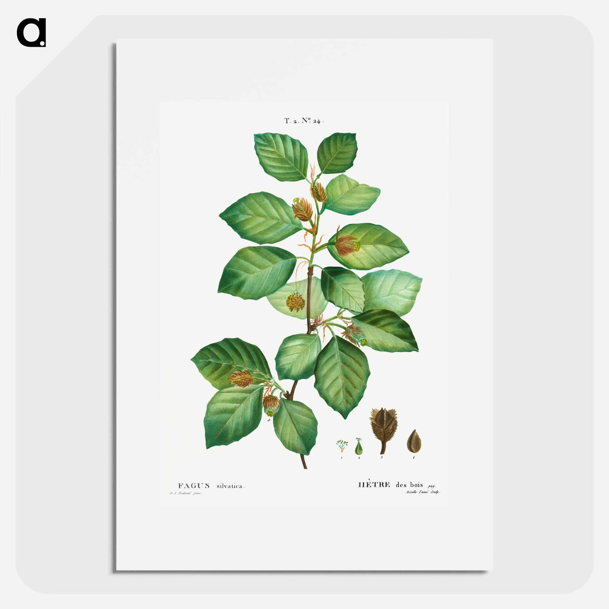 European beech - Pierre Joseph Redouté Poster.