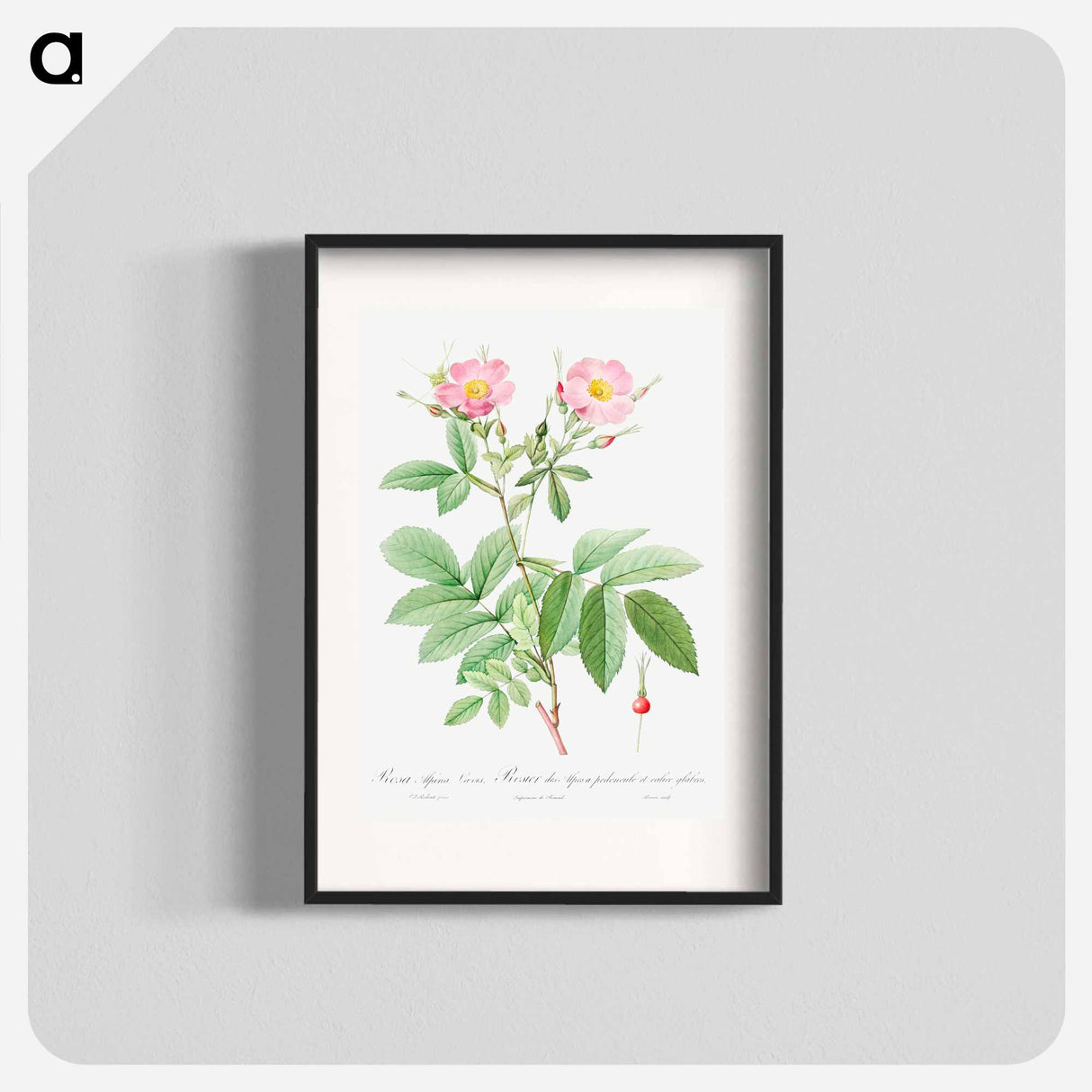 Alpine Rose - Pierre Joseph Redouté Poster.