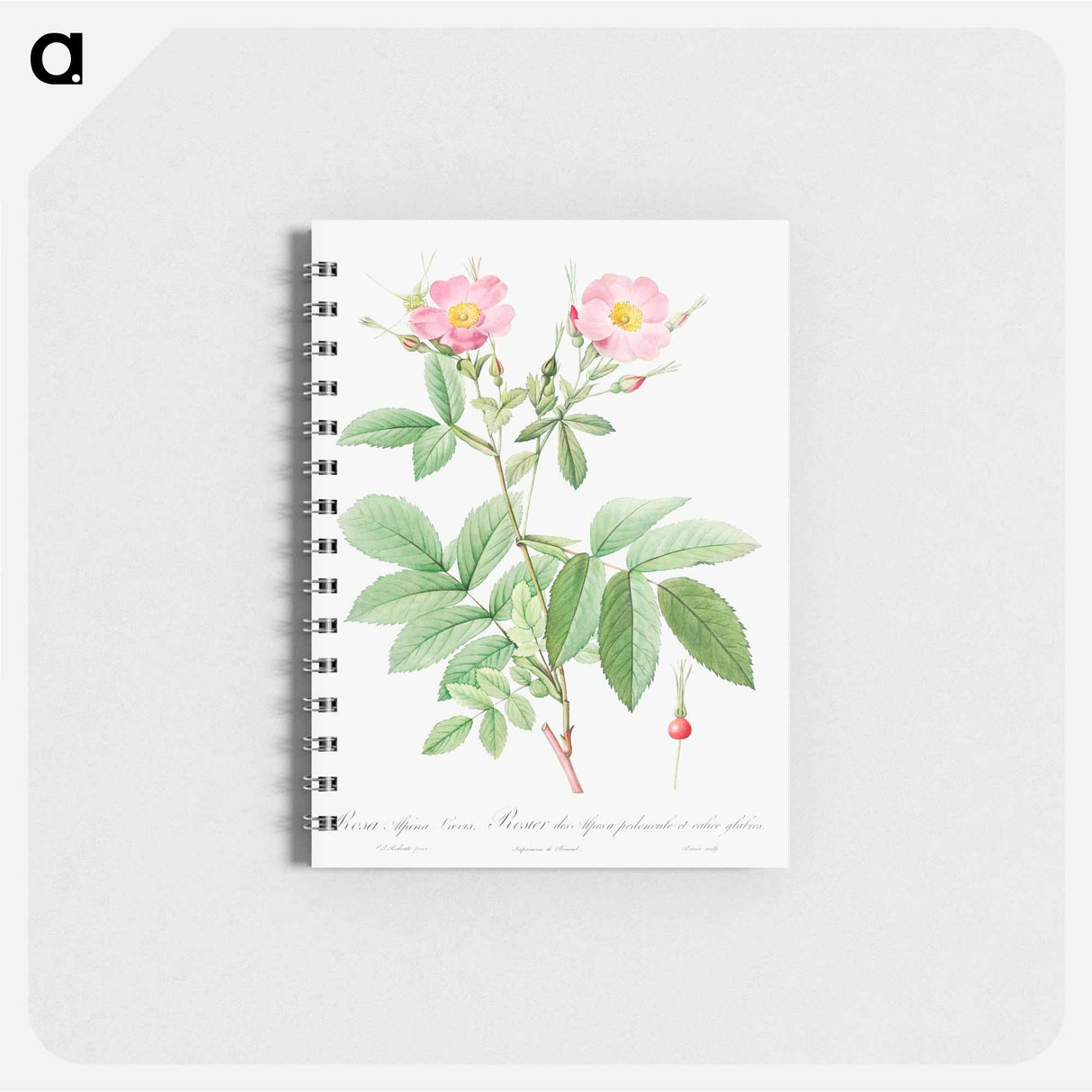 アートメモ帳-Alpine Rose - ピエール ジョゼフ ルドゥーテ Memo.