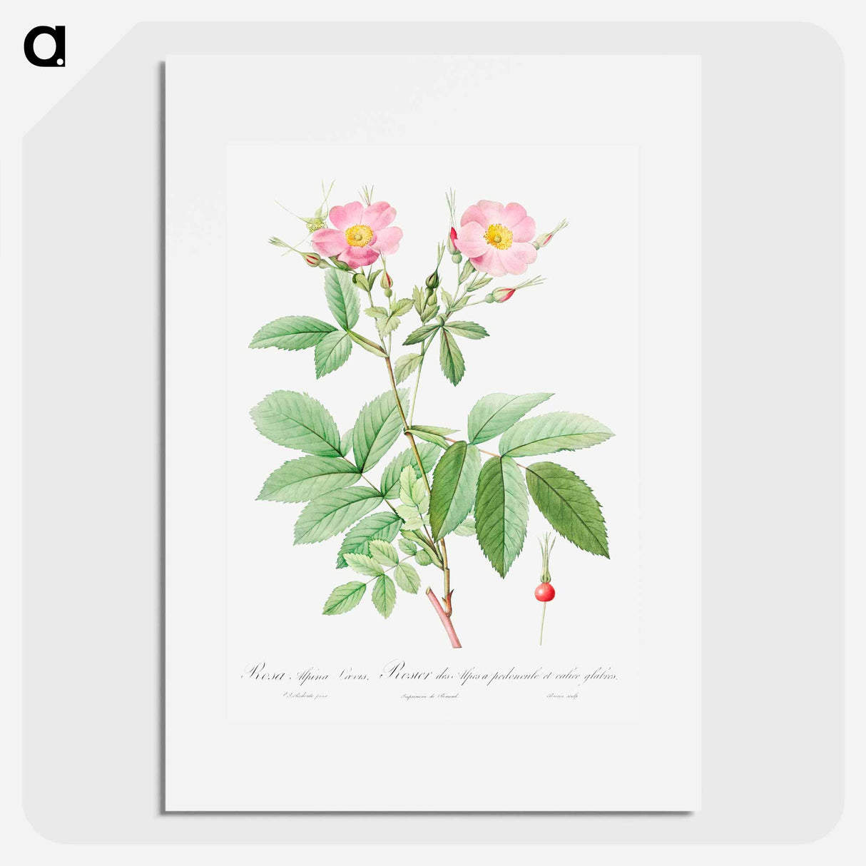 Alpine Rose - Pierre Joseph Redouté Poster.