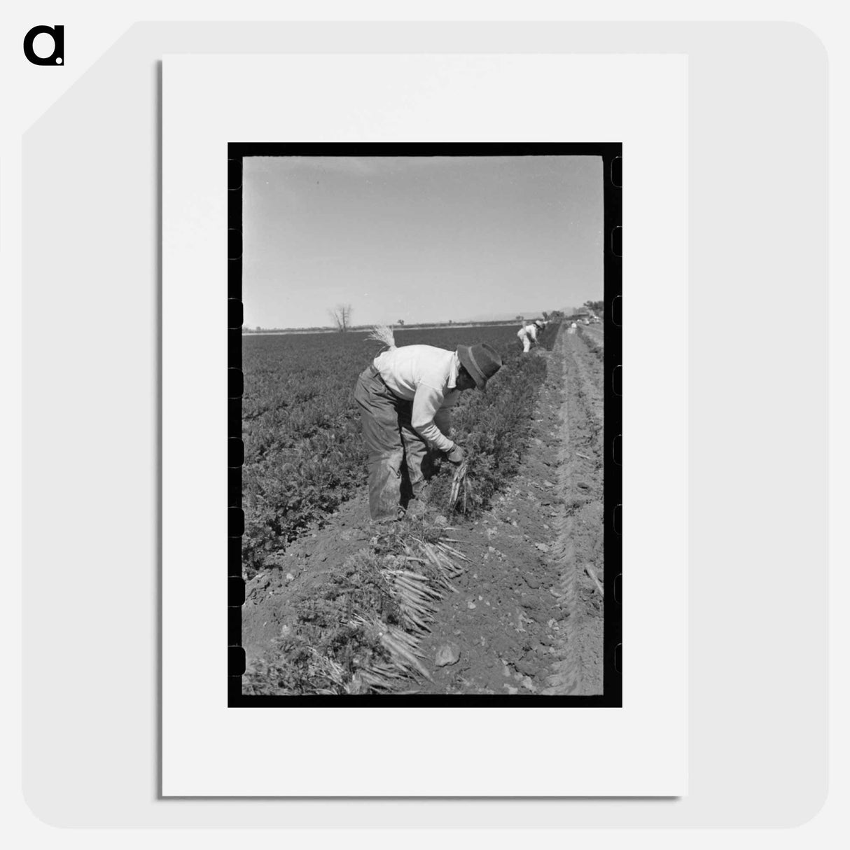 アートポスター-Bunching Carrots
- ラッセル リー Poster.