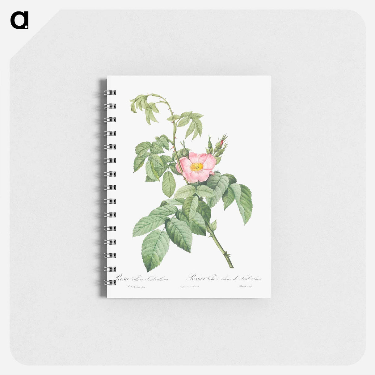 The Apple Rose - ピエール ジョゼフ ルドゥーテ Memo.