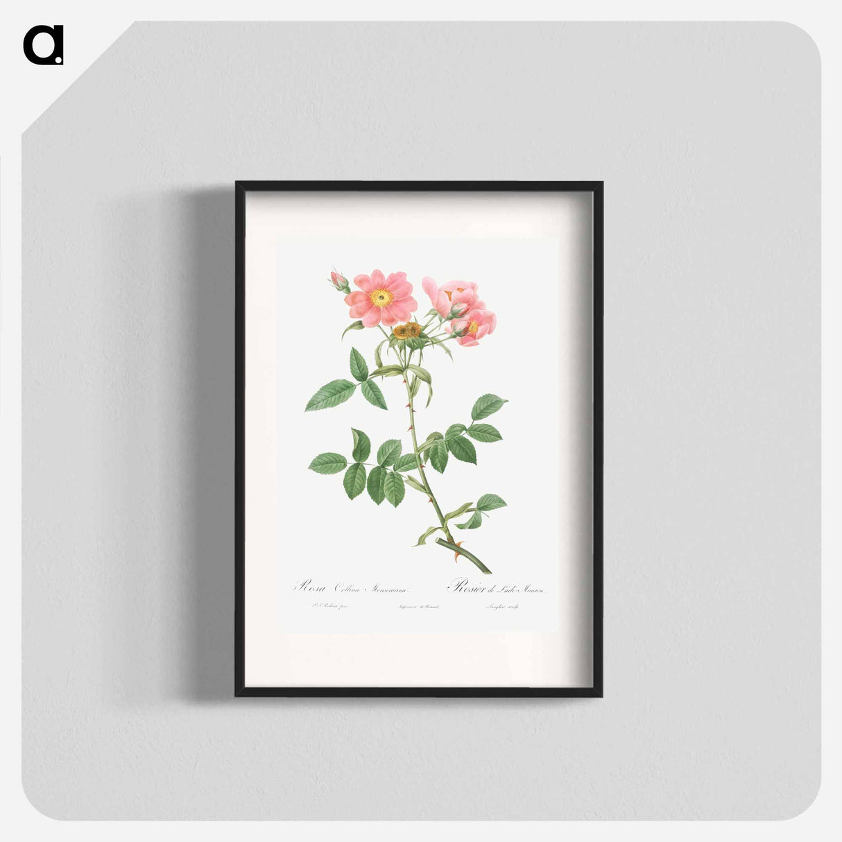 Rose of Lady Monson - Pierre Joseph Redouté Poster.