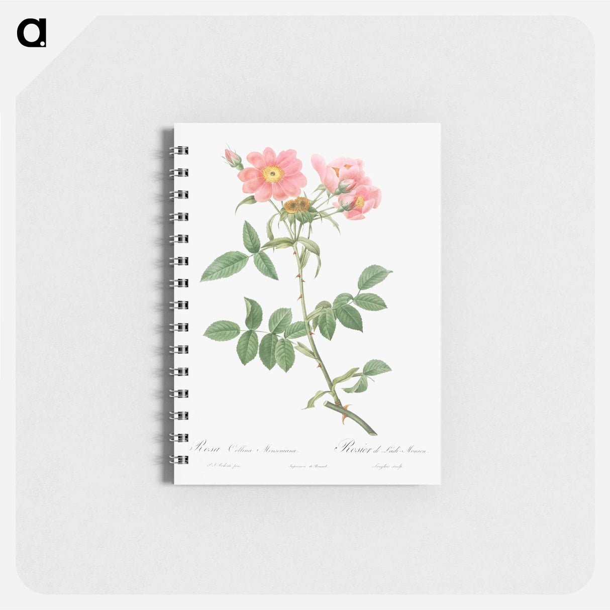 Rose of Lady Monson - ピエール ジョゼフ ルドゥーテ Memo.