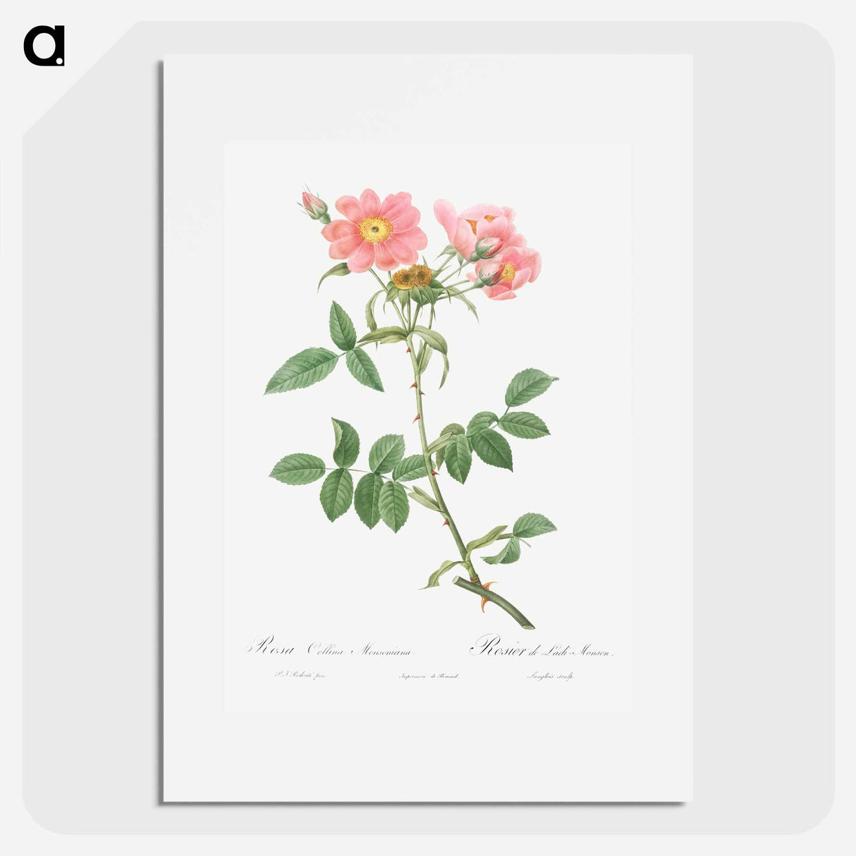 Rose of Lady Monson - Pierre Joseph Redouté Poster.