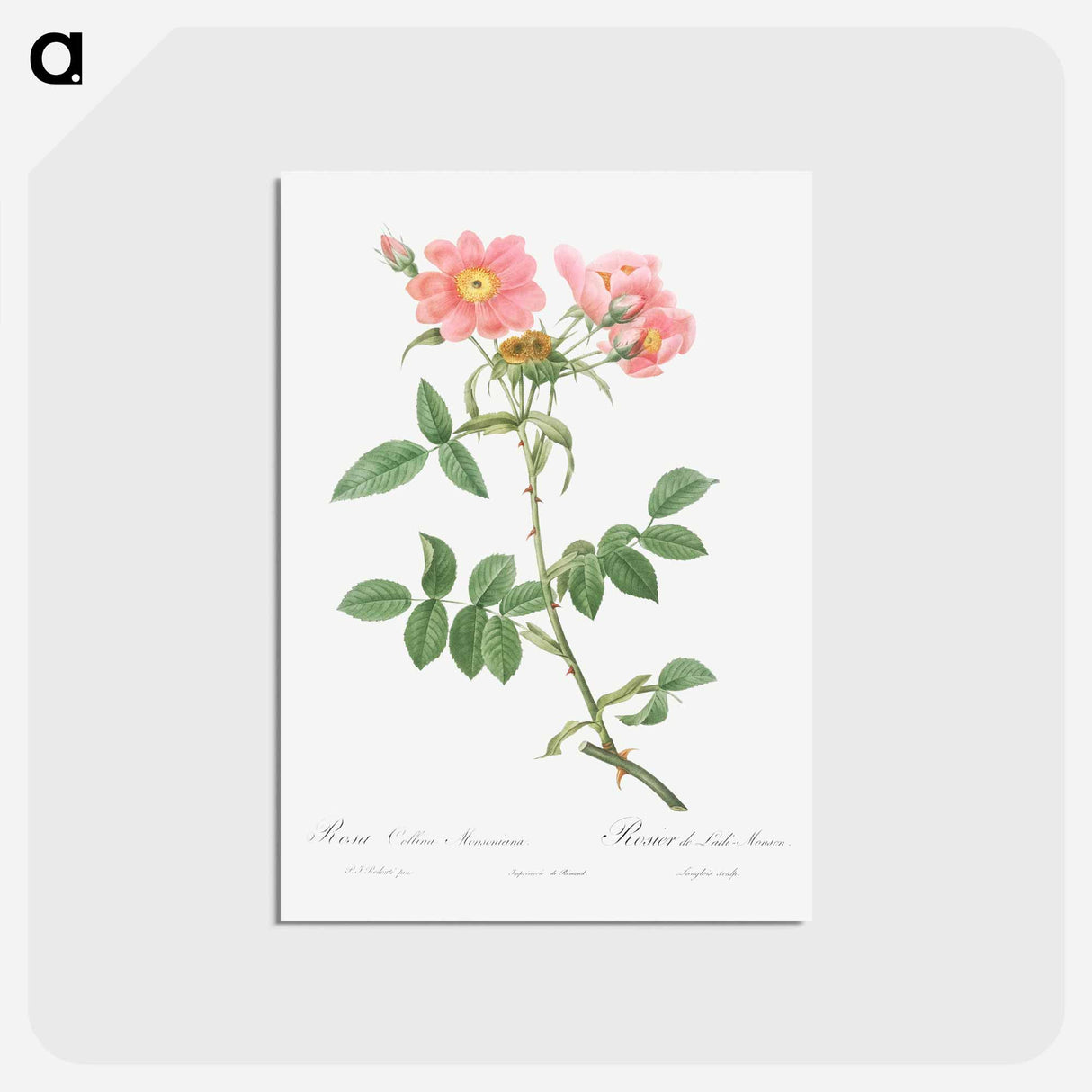 アートポストカード-Rose of Lady Monson - ピエール ジョゼフ ルドゥーテ Postcard.