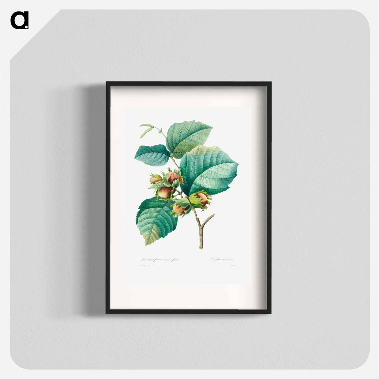 Hazelnut - Pierre Joseph Redouté Poster.