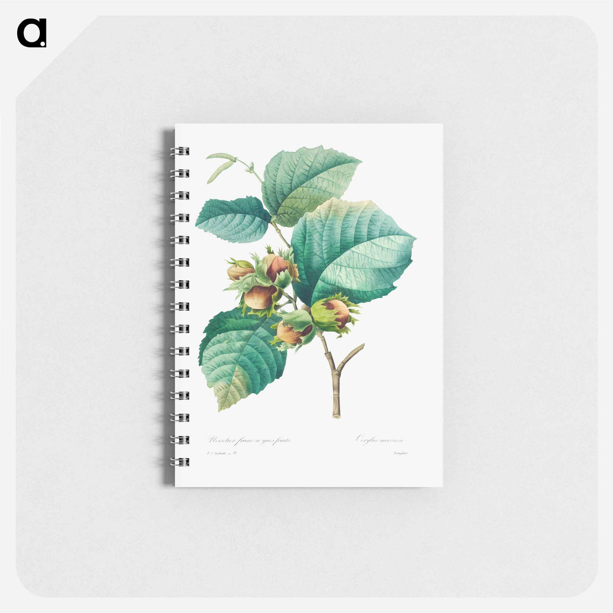 Hazelnut - ピエール ジョゼフ ルドゥーテ Memo.