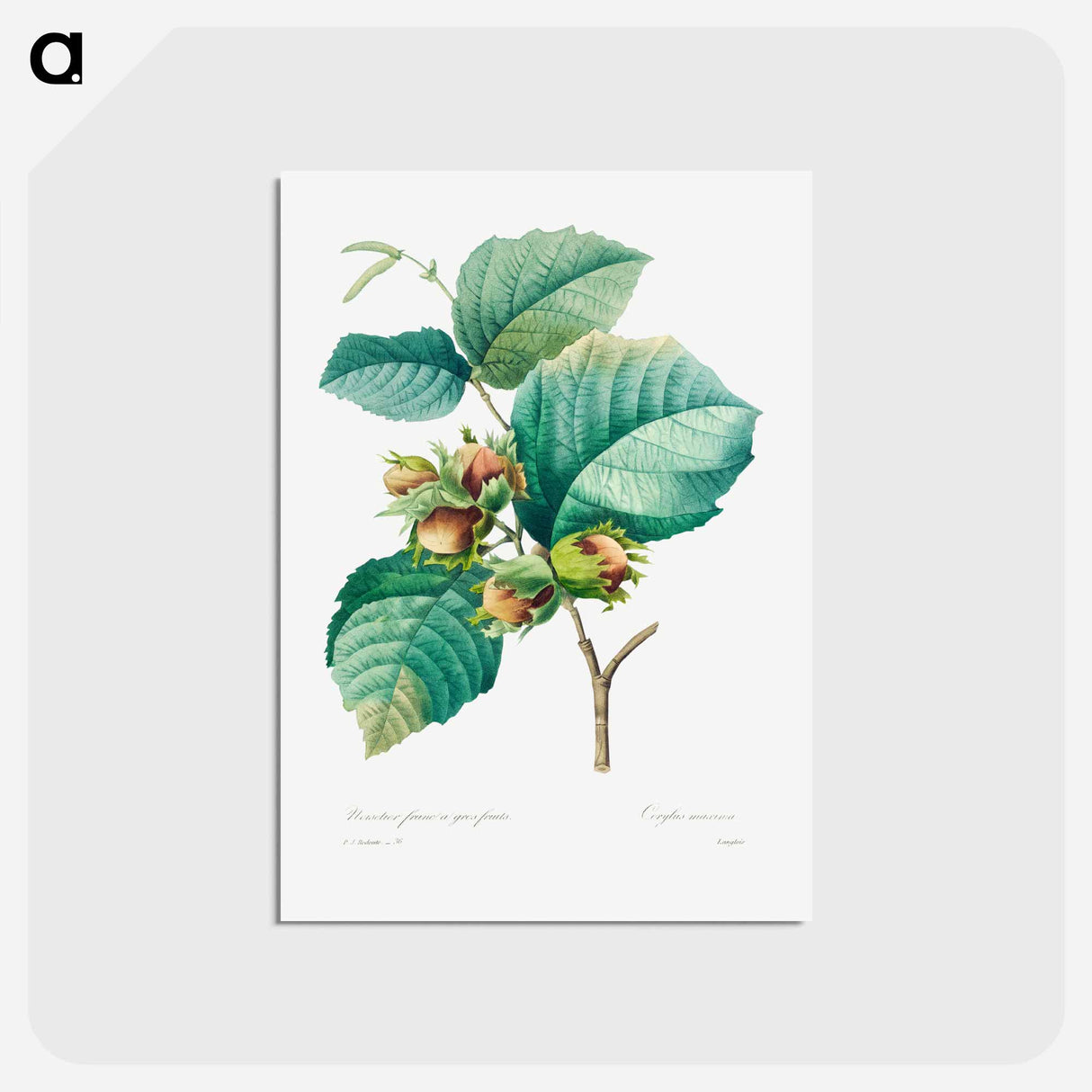 アートポストカード-Hazelnut - ピエール ジョゼフ ルドゥーテ Postcard.