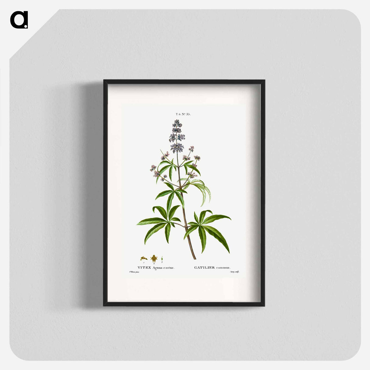 アートポスター-Chaste tree, Vitex agnus-castus - ピエール ジョゼフ ルドゥーテ Poster.