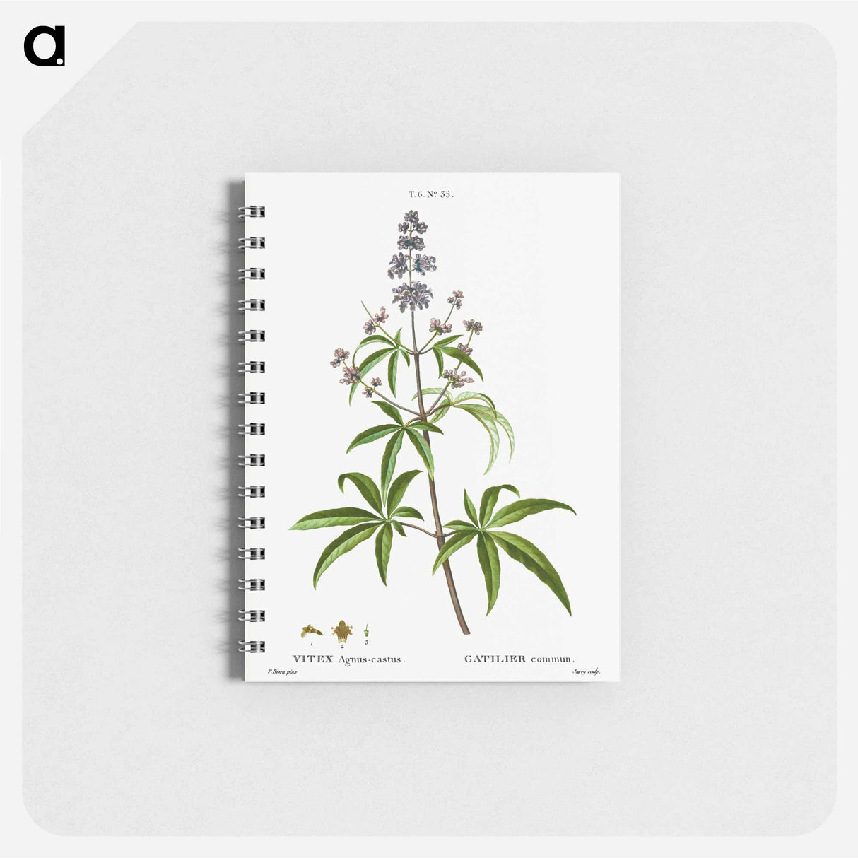 Chaste tree, Vitex agnus-castus - ピエール ジョゼフ ルドゥーテ Memo.