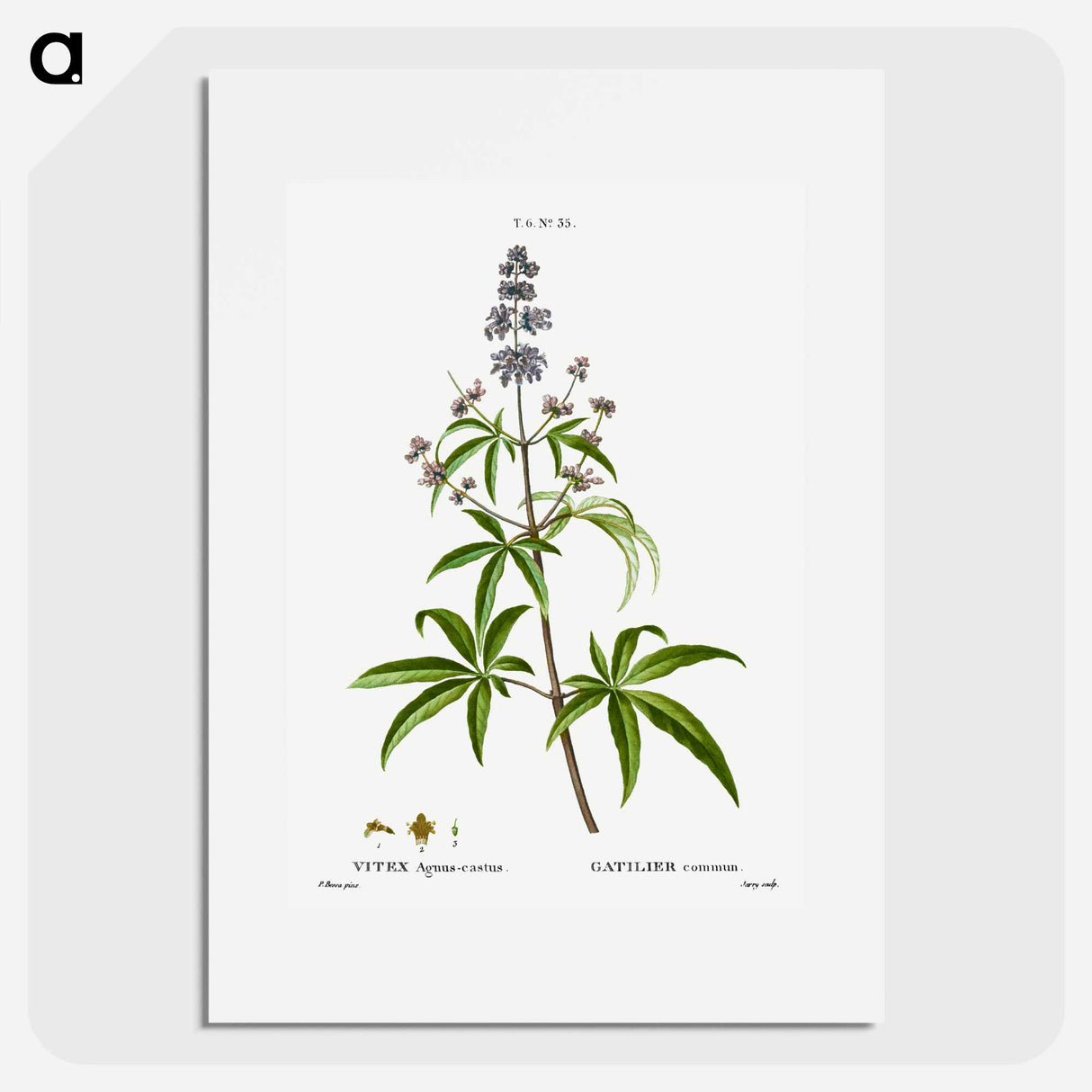 アートポスター-Chaste tree, Vitex agnus-castus - ピエール ジョゼフ ルドゥーテ Poster.