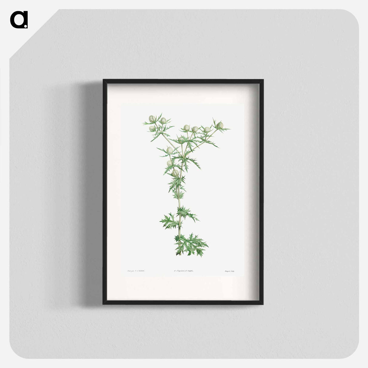 Amethyst sea holly - Pierre Joseph Redouté Poster.