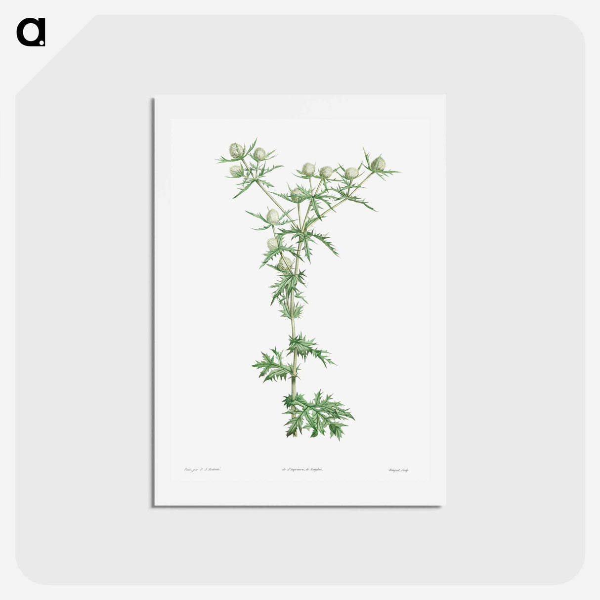アートポストカード-Amethyst sea holly - ピエール ジョゼフ ルドゥーテ Postcard.