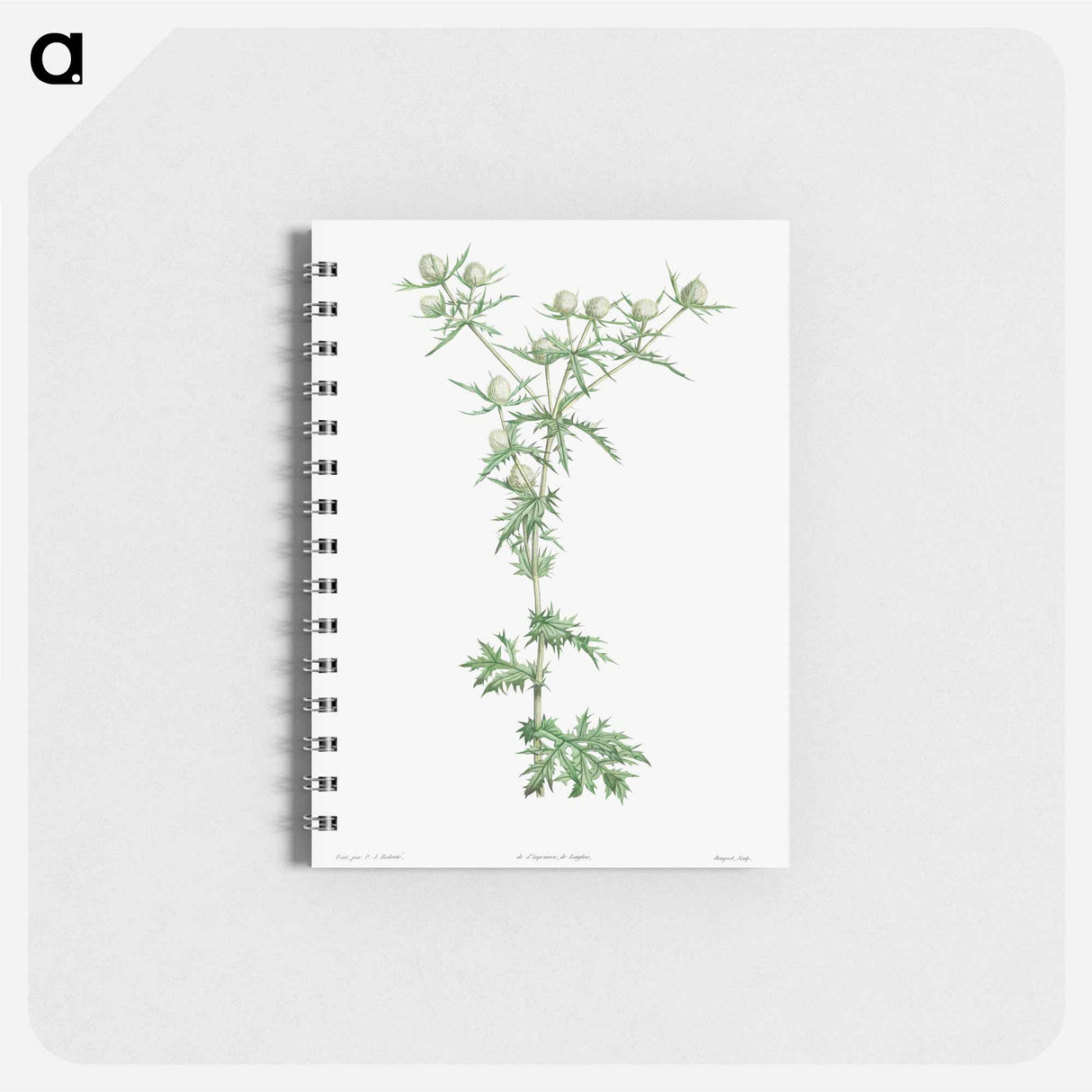 Amethyst sea holly - ピエール ジョゼフ ルドゥーテ Memo.