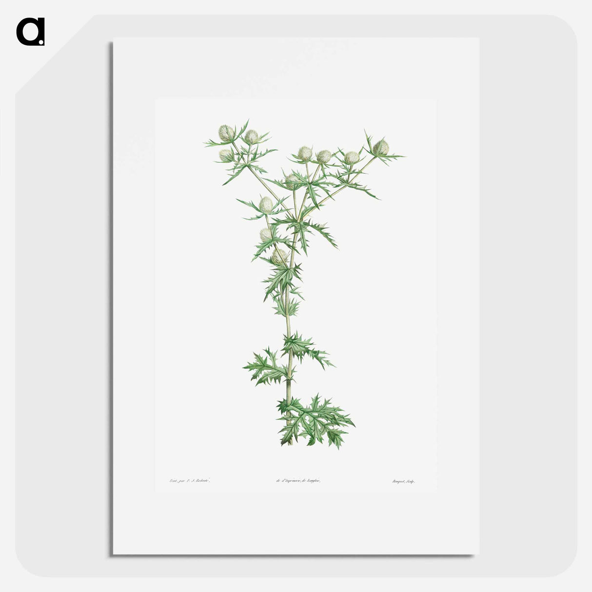 アートポスター-Amethyst sea holly - ピエール ジョゼフ ルドゥーテ Poster.