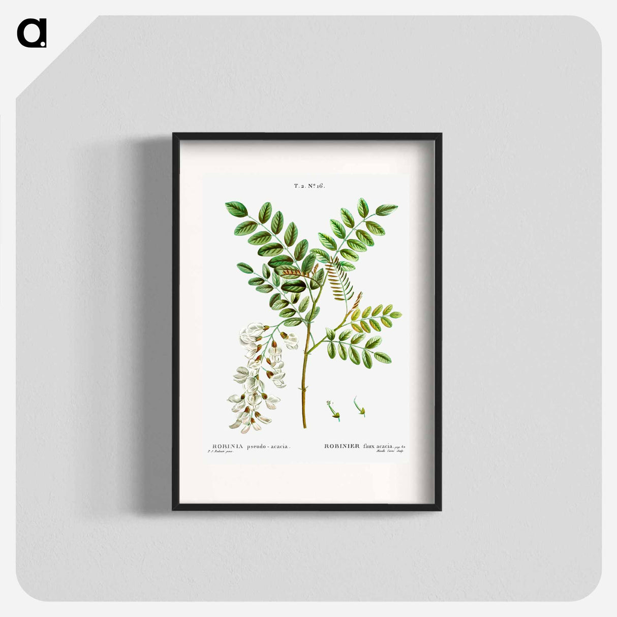 アートポスター-Black locust - ピエール ジョゼフ ルドゥーテ Poster.