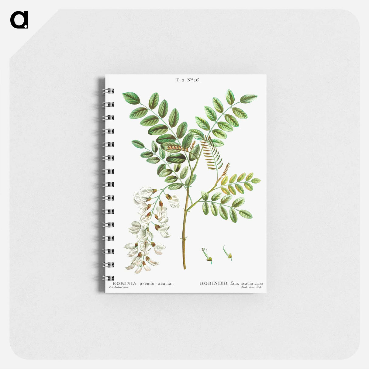 Black locust - ピエール ジョゼフ ルドゥーテ Memo.