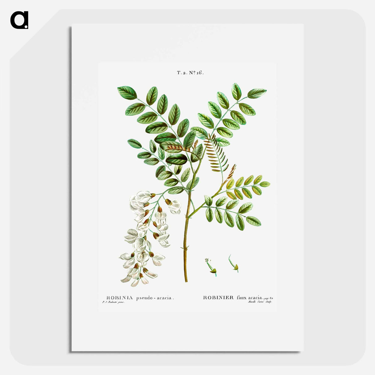 アートポスター-Black locust - ピエール ジョゼフ ルドゥーテ Poster.