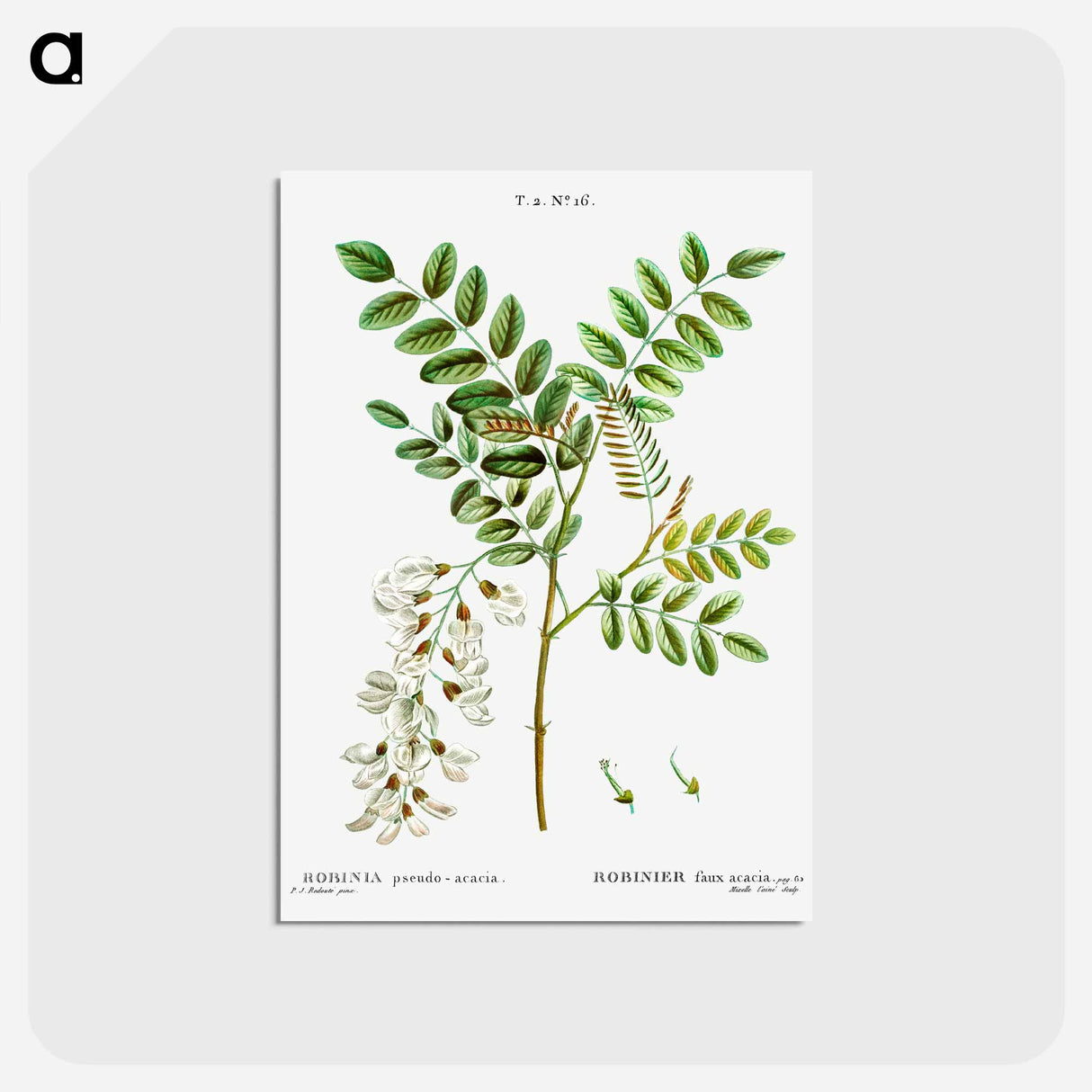 アートポストカード-Black locust - ピエール ジョゼフ ルドゥーテ Postcard.