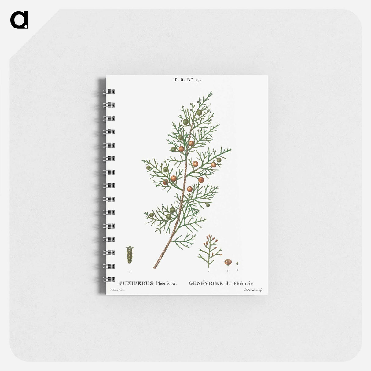 アートメモ帳-Phoenicean juniper, Juniperus phoenicea - ピエール ジョゼフ ルドゥーテ Memo.