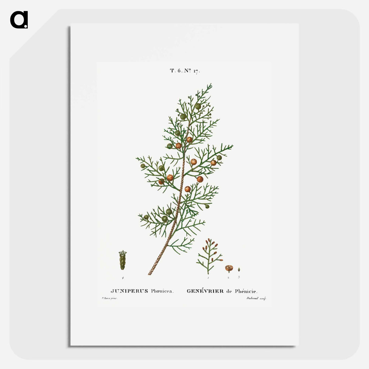 Phoenicean juniper, Juniperus phoenicea - Pierre-Joseph Redouté Poster.