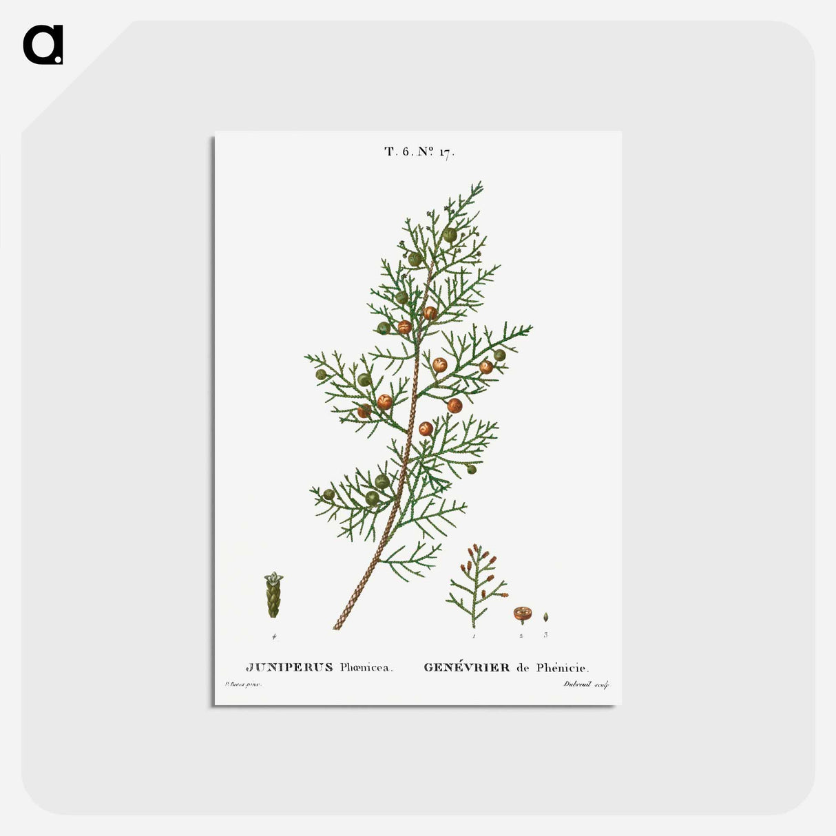 アートポストカード-Phoenicean juniper, Juniperus phoenicea - ピエール ジョゼフ ルドゥーテ Postcard.