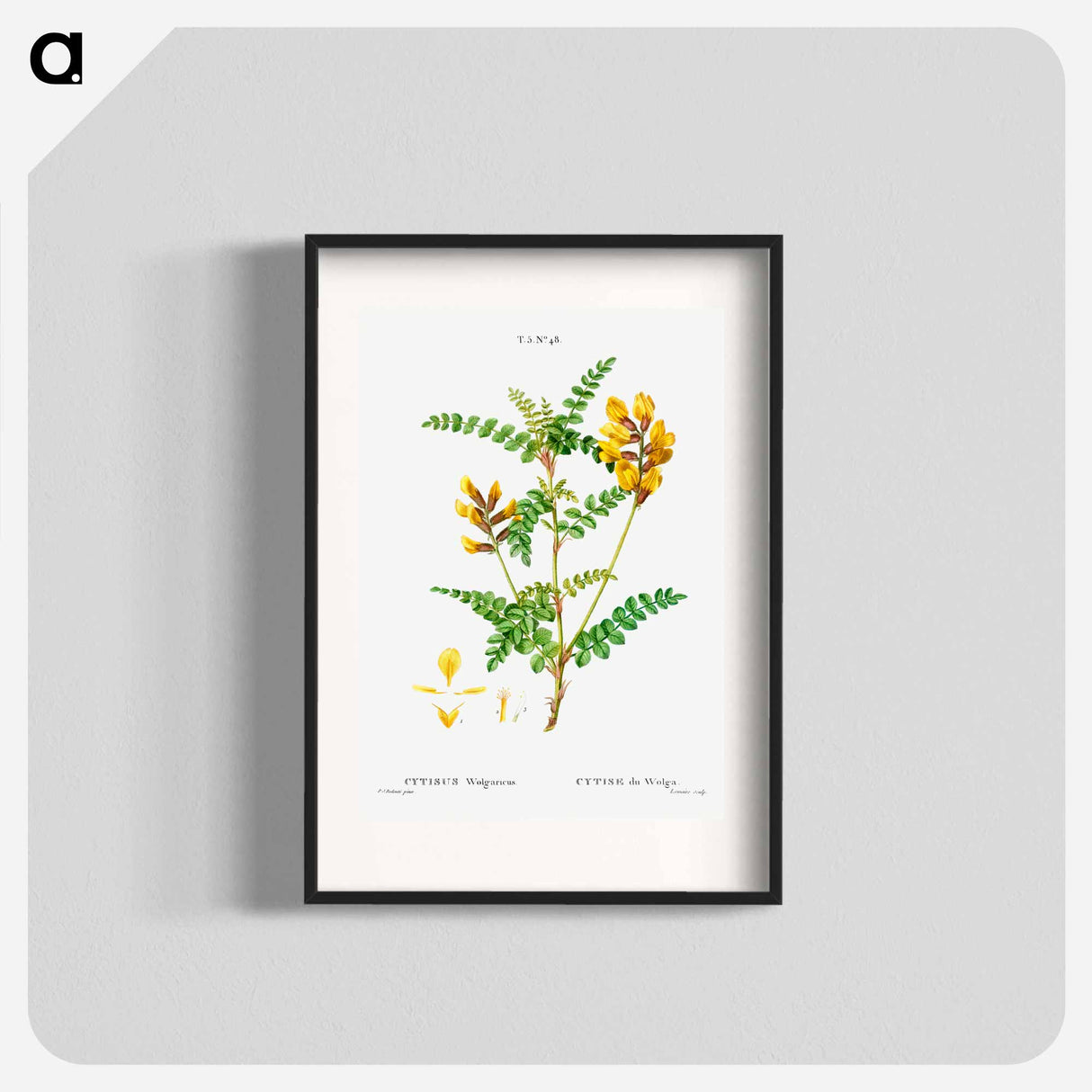 Cytisus Wolgaricus (Cytise du Wolga) - Pierre-Joseph Redouté Poster.