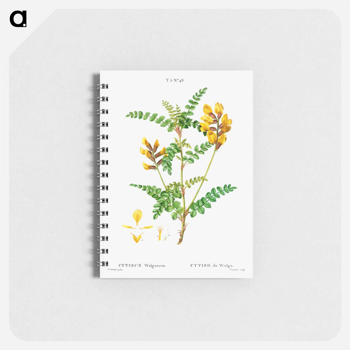 アートメモ帳-Cytisus Wolgaricus (Cytise du Wolga) - ピエール ジョゼフ ルドゥーテ Memo.