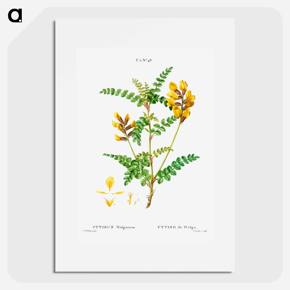 Cytisus Wolgaricus (Cytise du Wolga) - Pierre-Joseph Redouté Poster.