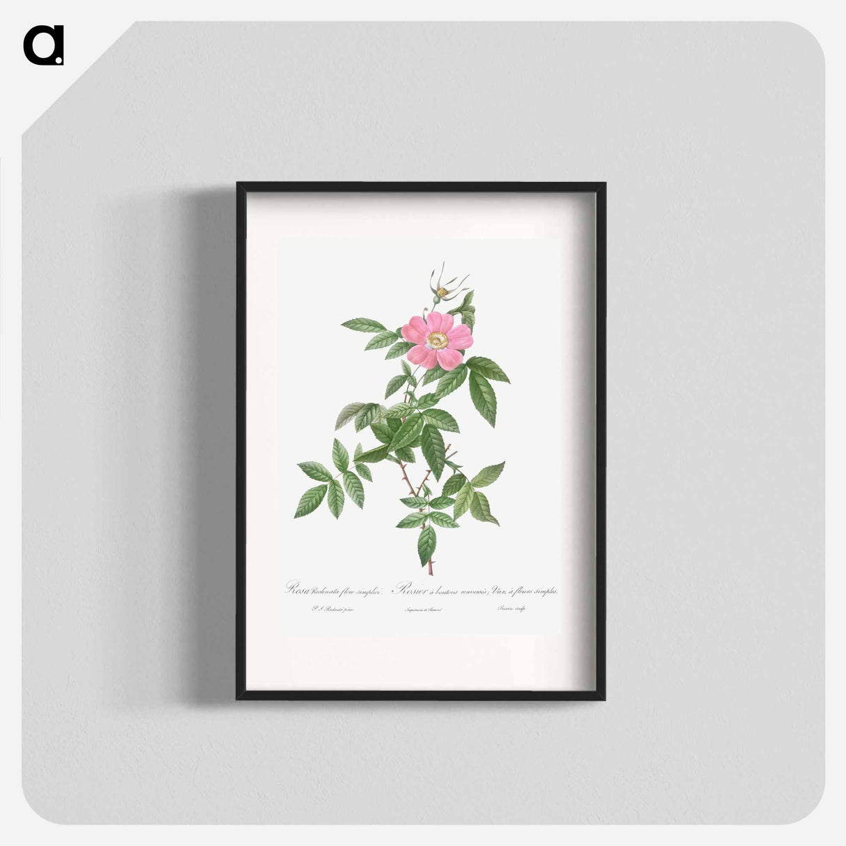 Boursault Rose - Pierre Joseph Redouté Poster.