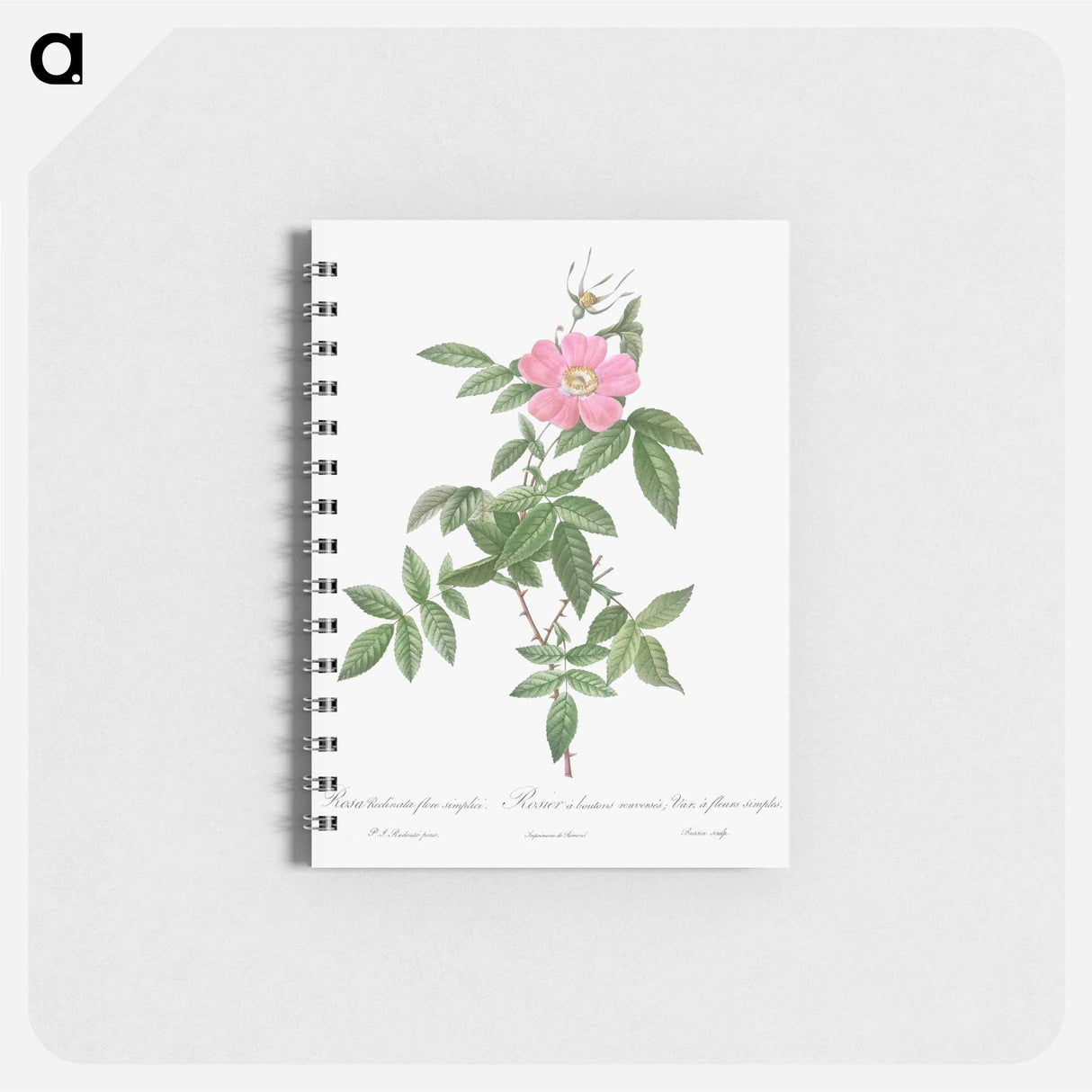 Boursault Rose - ピエール ジョゼフ ルドゥーテ Memo.