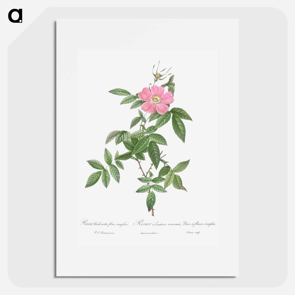 Boursault Rose - Pierre Joseph Redouté Poster.